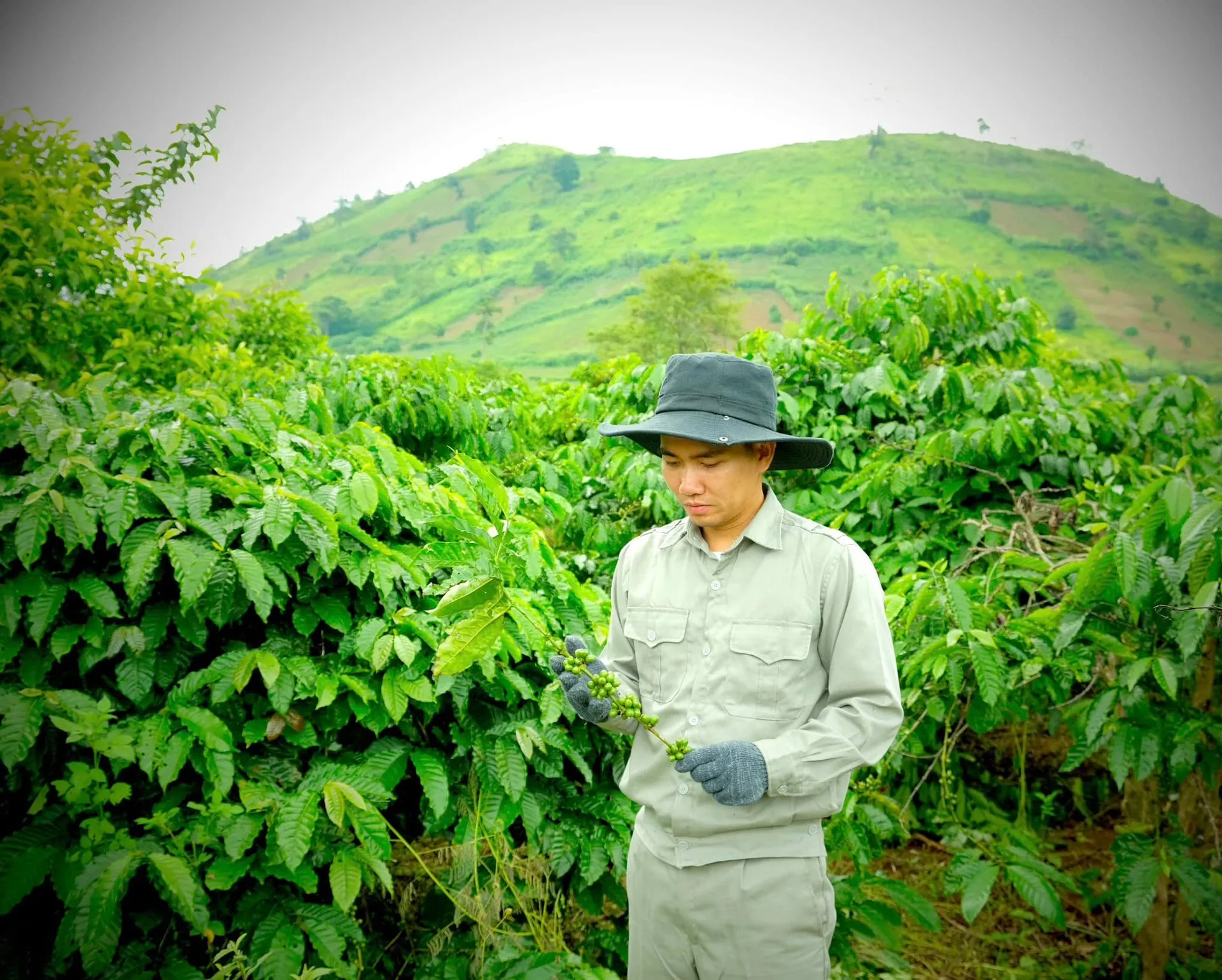 Mr. Cuong cherishes the green coffee beans
